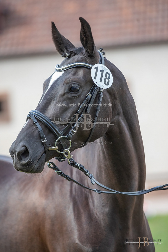 Preview 20-ZStEZweib_ArosaM_JB_12189.jpg